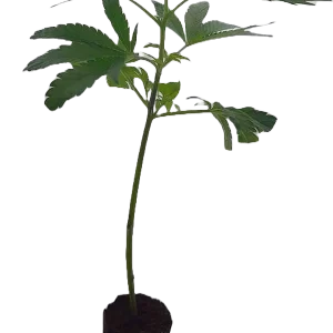 Kalifornischen Westküste 3er  Miracle Alien Cookies (MAC1) set