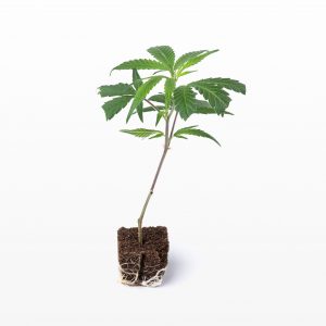 3er Lemon Haze  Jungpflanzen set