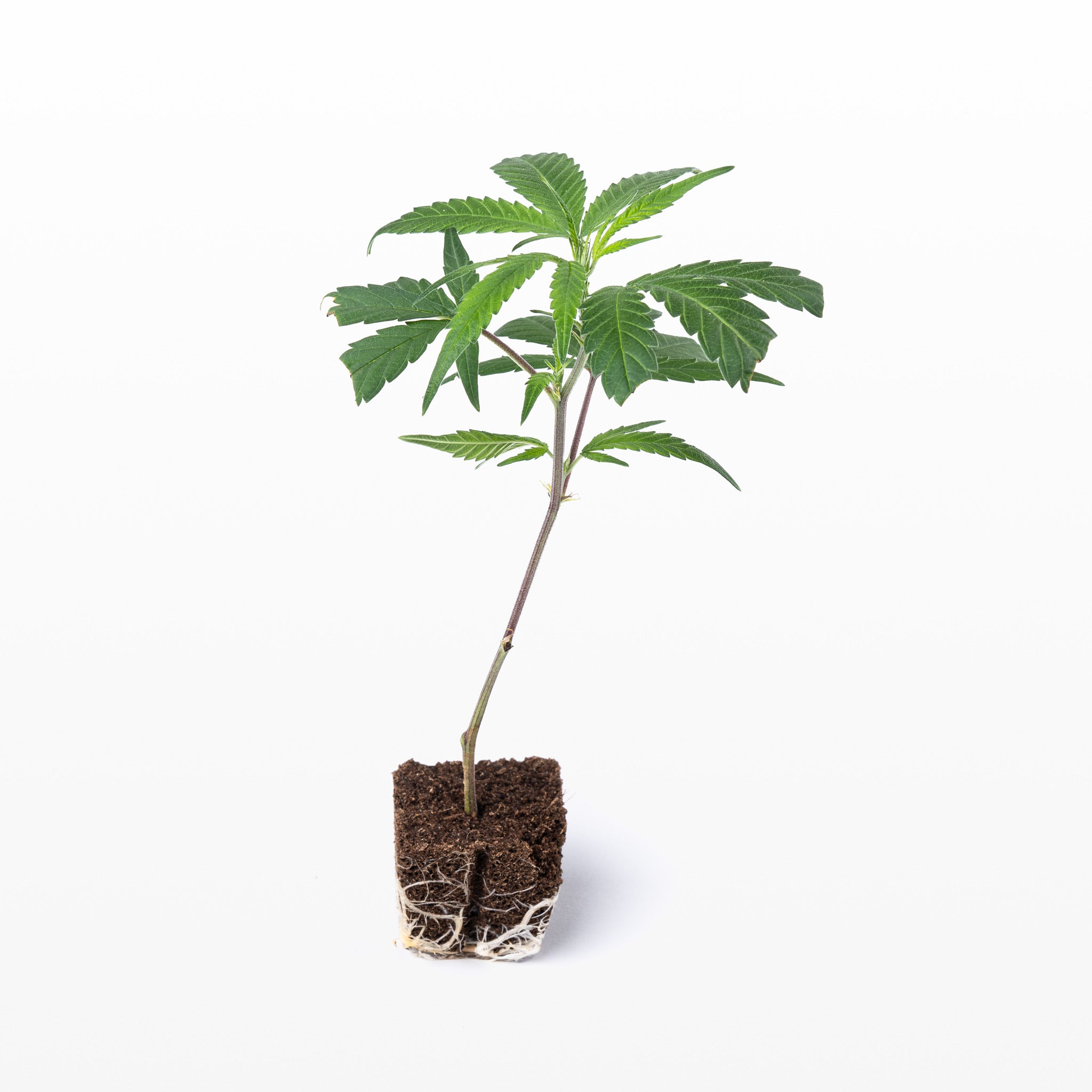 3er Lemon Haze Jungpflanzen set