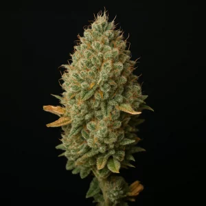 Runtz Hanfsamen  Autoflowering 3er