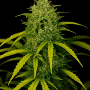 Ice Cream Cake FAST Hanfsamen 3er