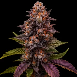 Mimosa Evo Hanfsamen  Autoflowering 3er